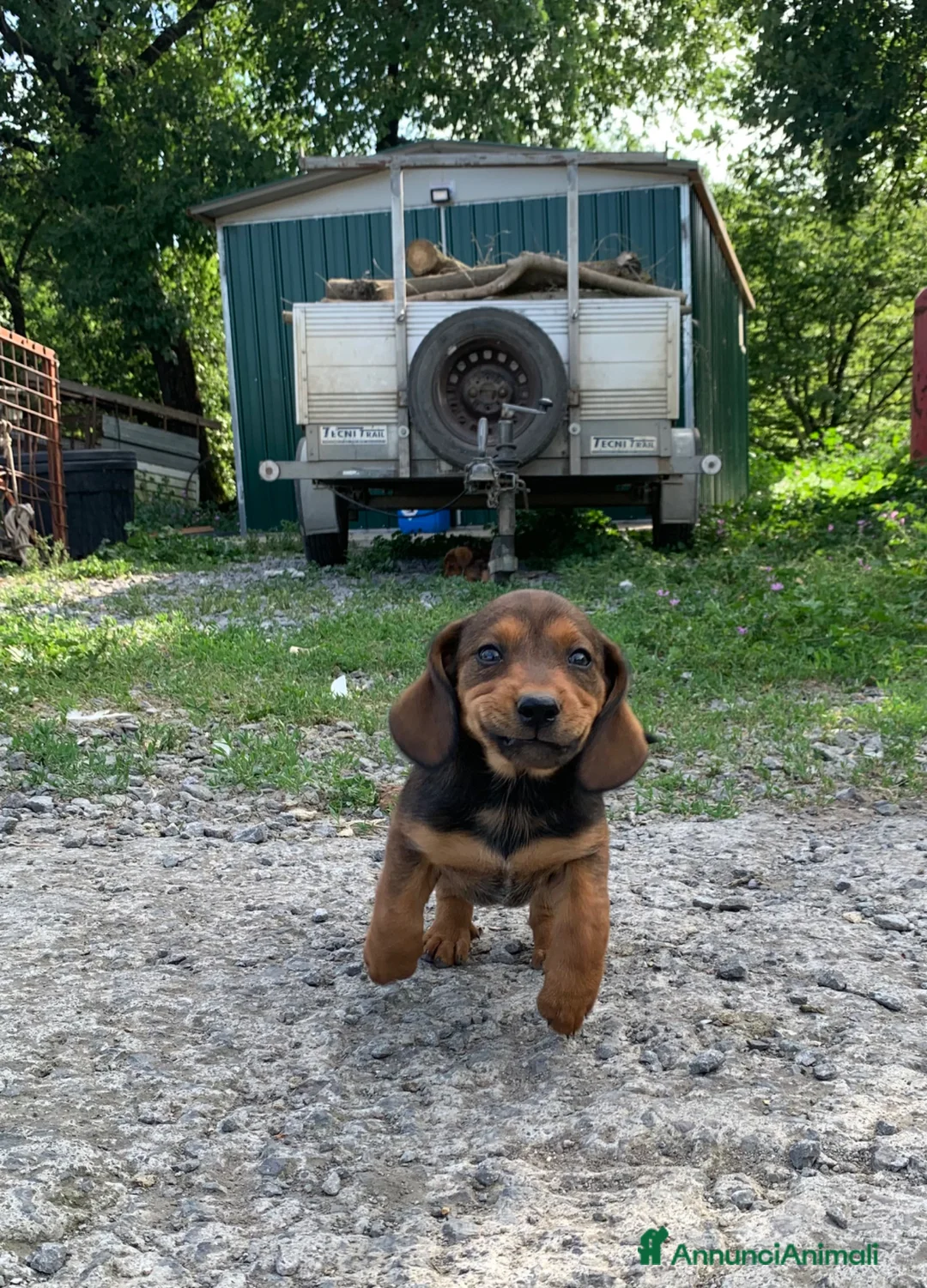 Alpenlaendische Dachsbracke cani in vendita: Cuccioli di Alpendische Dachsbracke - Annuncio 1