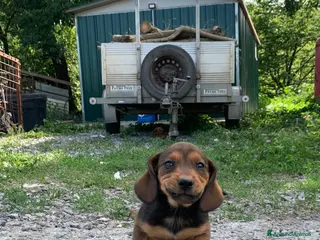 Alpenlaendische Dachsbracke cani Cuccioli di Alpendische Dachsbracke - Annuncio 1