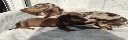 Bassotto cani in vendita: Bassotti cuccioli  - Annuncio 8