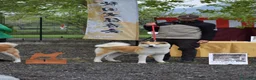 Akita Inu cani in vendita: Cucciolo Akita inu (Top Selection) a Città metropolitana di Roma Capitale - Annuncio 11