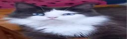 Maine Coon gatti in vendita: Maine coon occhi blu/impari a Provincia di Cremona - Annuncio 1