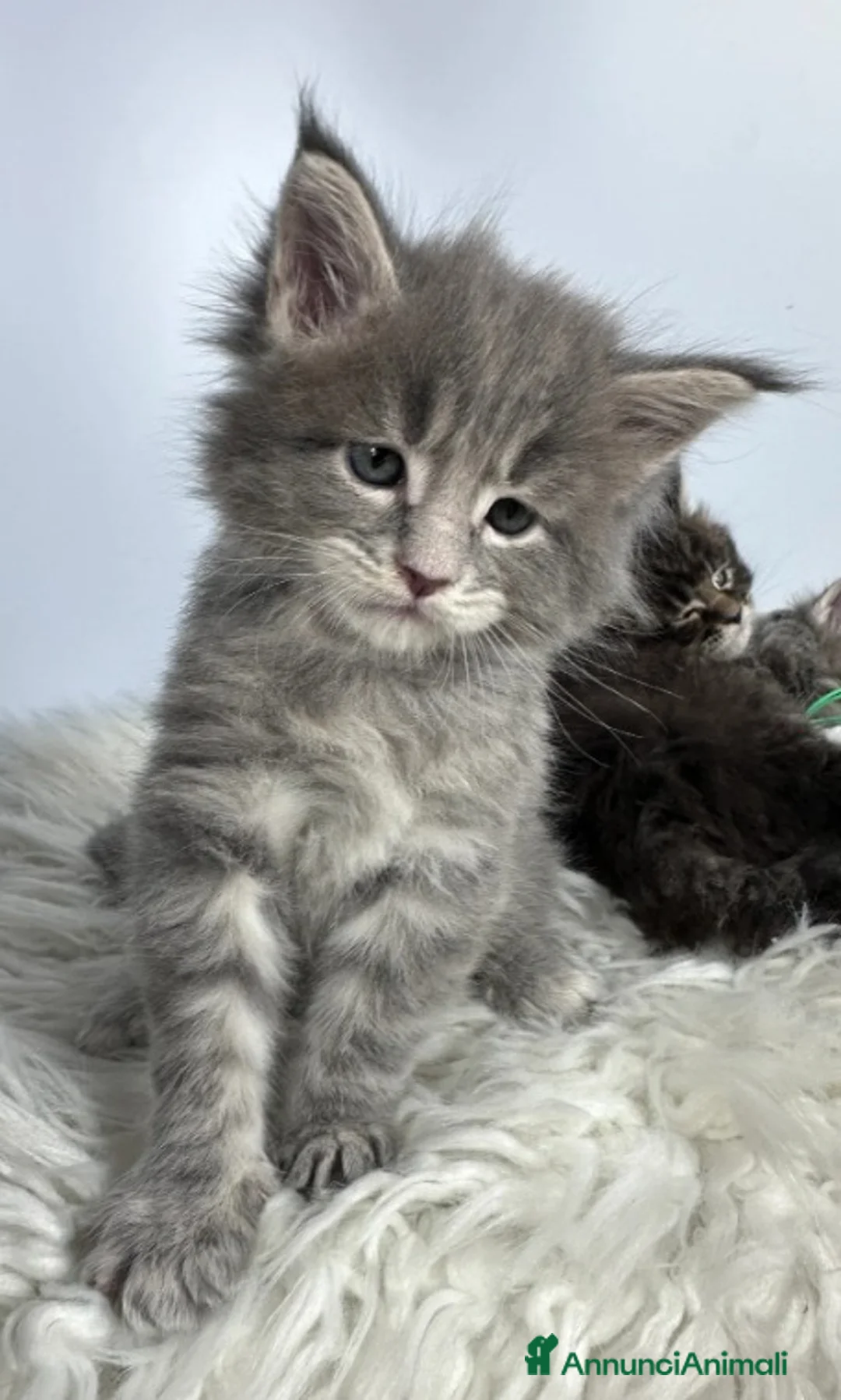 Maine Coon gatti in vendita: 6 splendidi gattini Maine Coon di razza pura - Annuncio 16