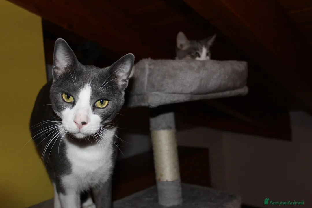 Europeo gatti in regalo: Micina mera/bianca 5mesi e 1/2 SOS CASA VOGHERA PV - Annuncio 3