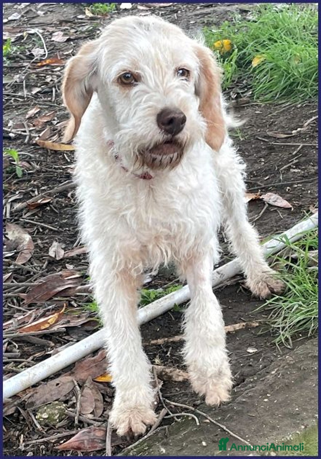 Meticcio cani in regalo: SPIGA tenera spinoncina di 3 anni circa - Annuncio 6