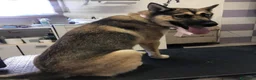 Meticcio cani in vendita: Splendida incrocio Husky/Pastore Tedesco a Provincia di Reggio Emilia - Annuncio 2