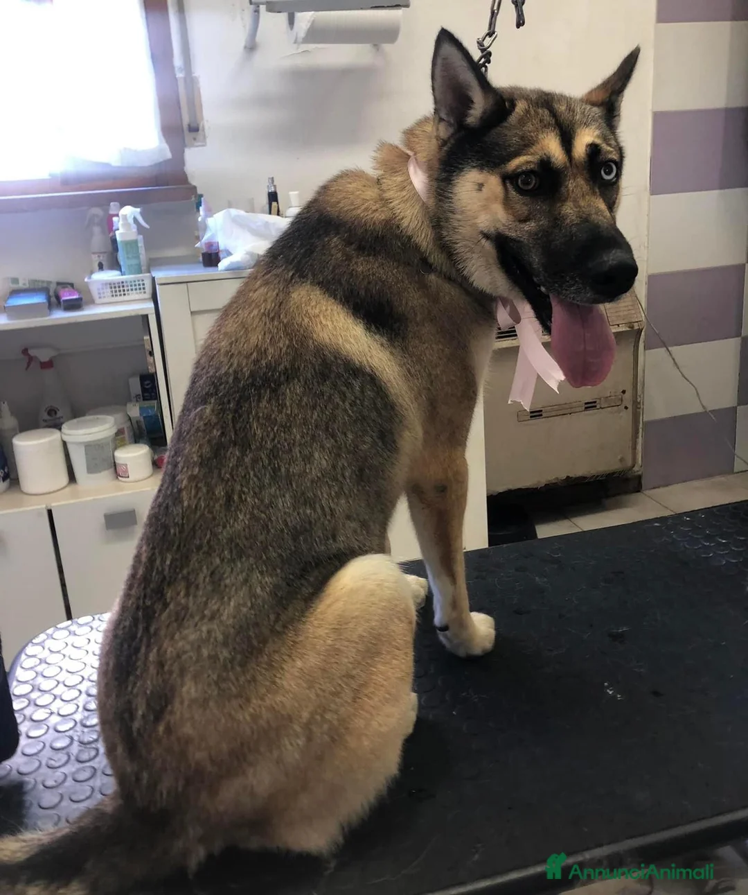Meticcio cani in vendita: Splendida incrocio Husky/Pastore Tedesco a Provincia di Reggio Emilia - Annuncio 2