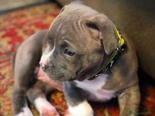 Pitbull cani Cucciolo di Pitbull maschio - Annuncio 1