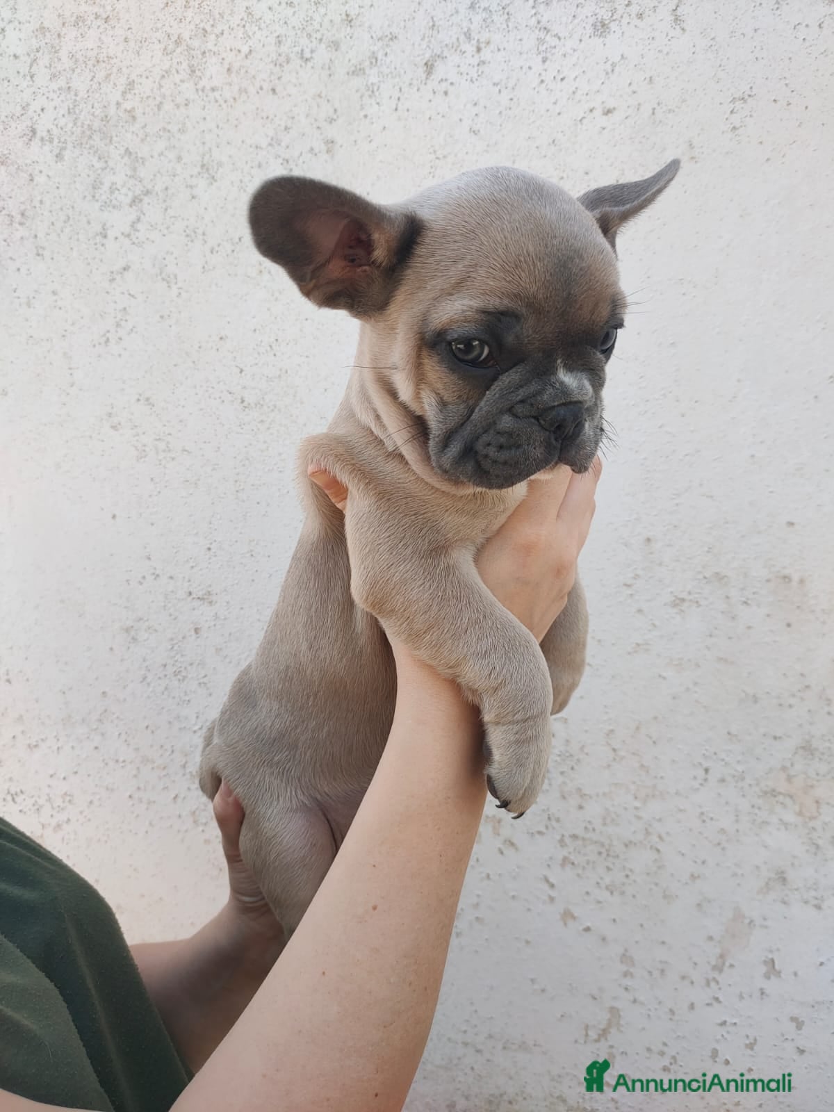 Bulldog Francese cani Bulldog Francese  - Annuncio 3