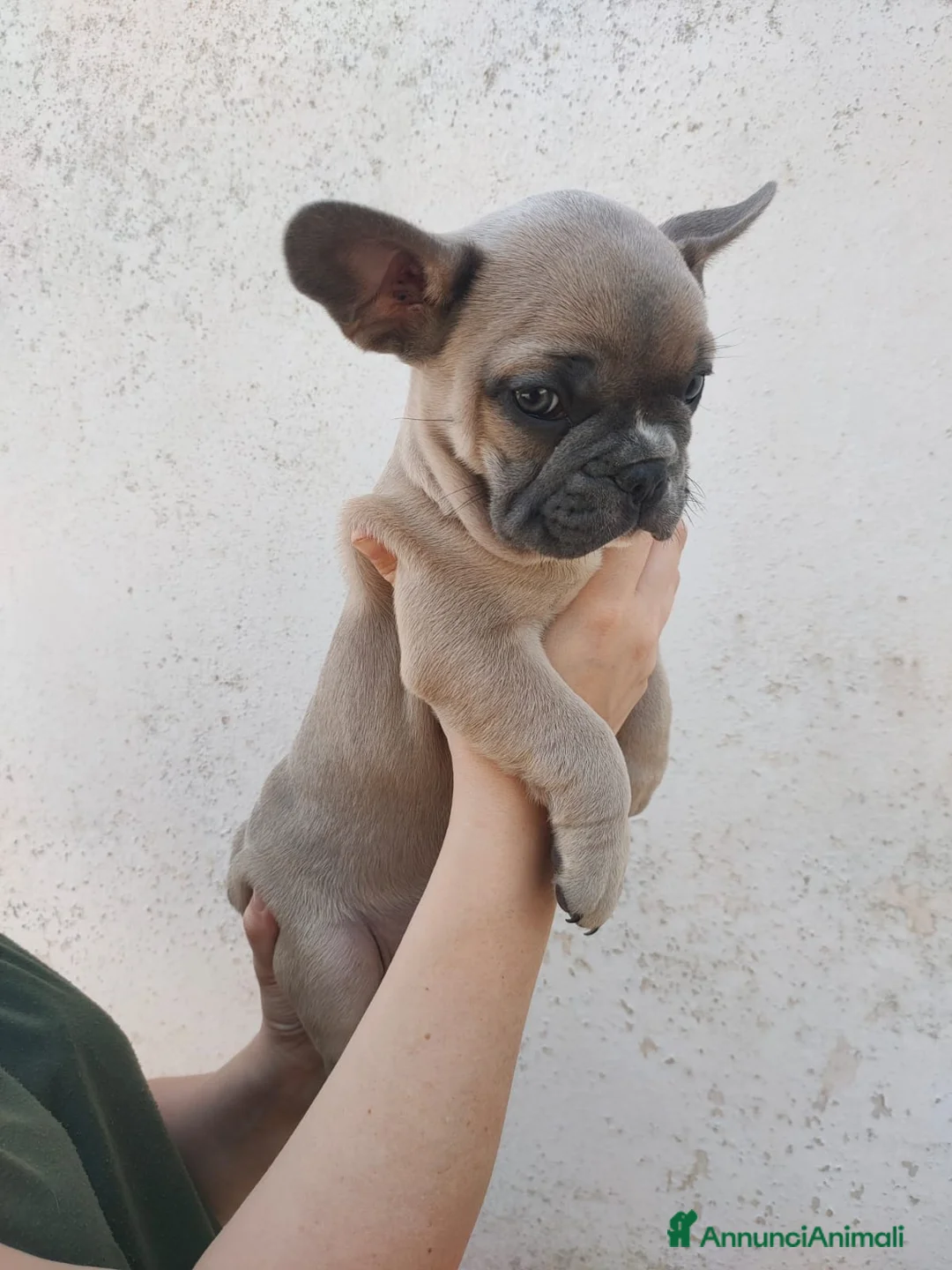 Bulldog Francese cani in vendita: Bulldog Francese  - Annuncio 1