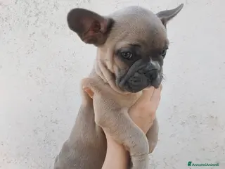 Bulldog Francese cani Bulldog Francese - Annuncio 3