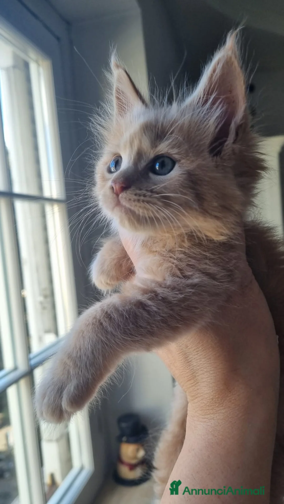 Maine Coon gatti in vendita: Mainecoon pedigree ANFI  - Annuncio 2