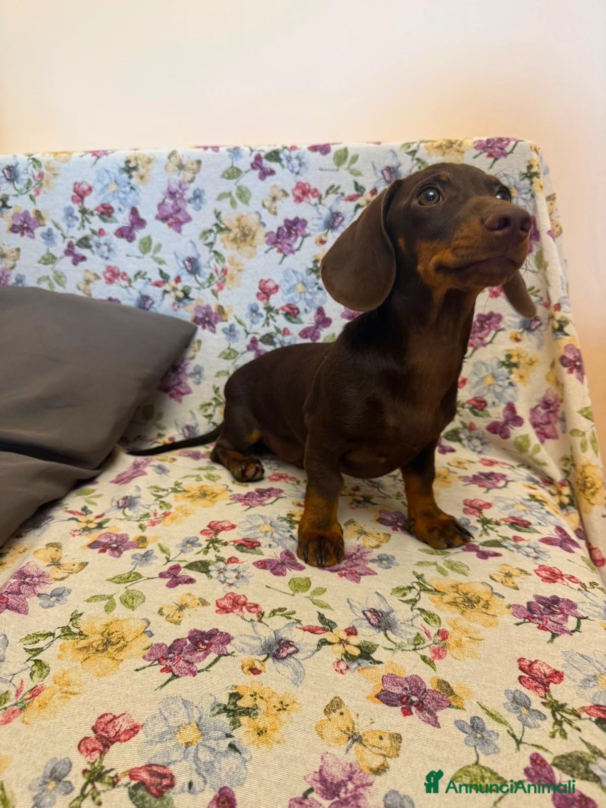 Bassotto cani Cucciolo di bassotto età 5 mesi con Pedigree Enci. - Annuncio 20