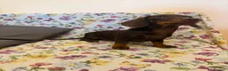 Bassotto cani in vendita: Cucciolo di bassotto età 5 mesi con Pedigree Enci. - Annuncio 1