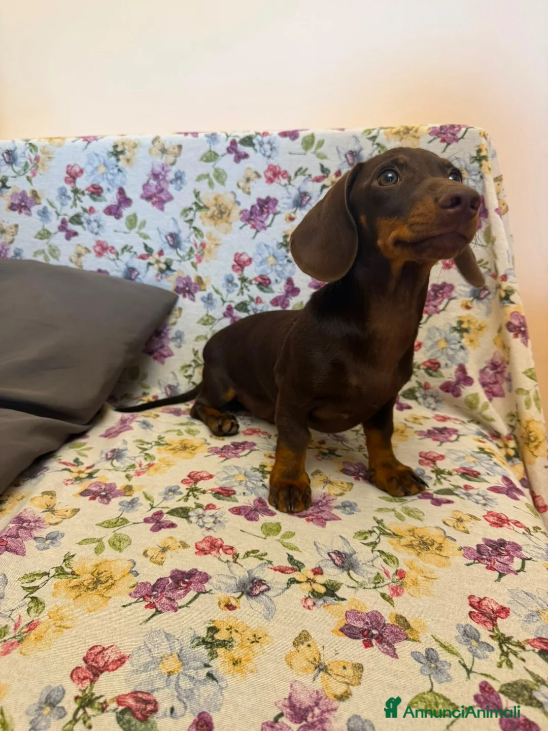 Bassotto cani in vendita: Cucciolo di bassotto età 5 mesi con Pedigree Enci. - Annuncio 1