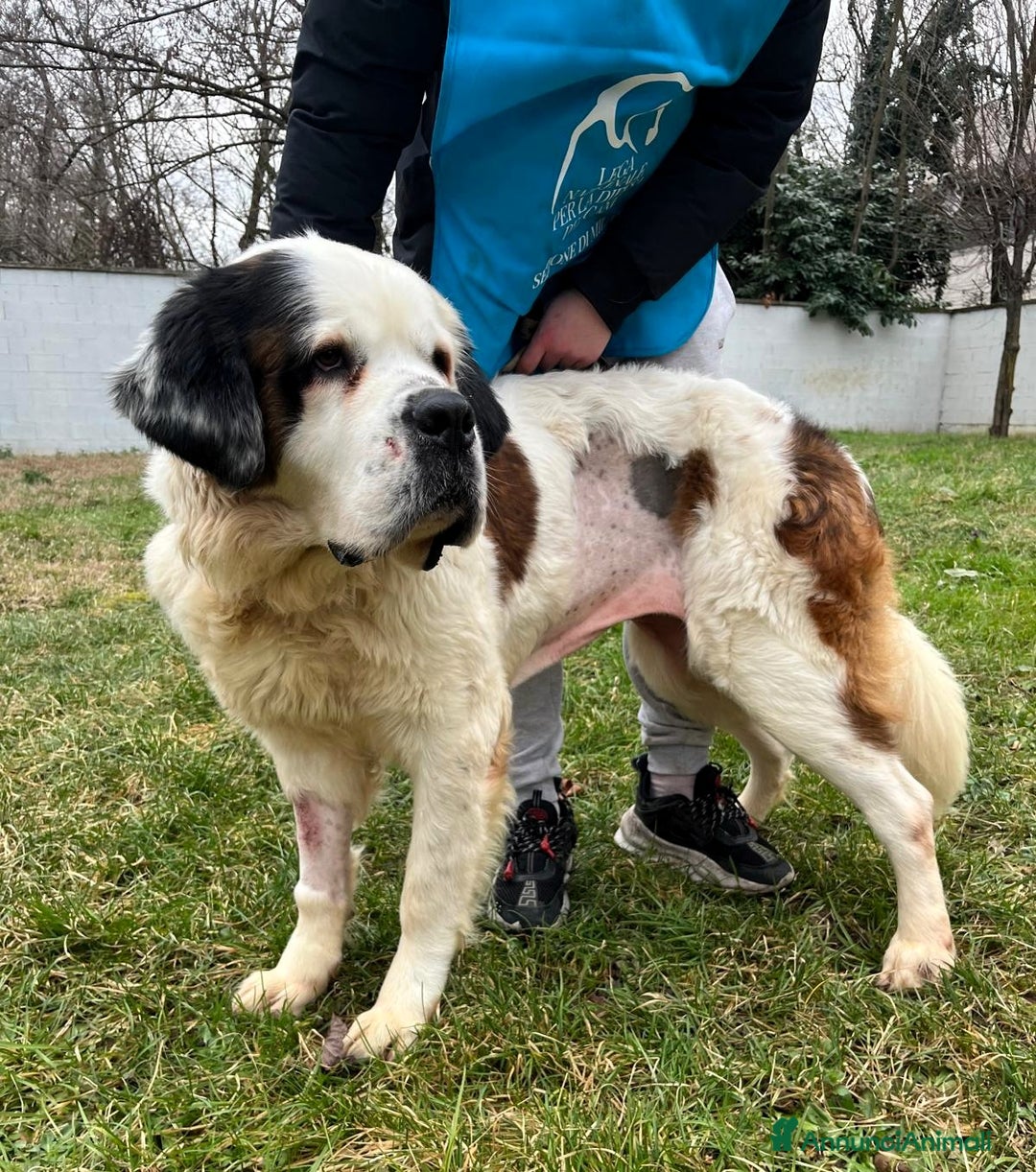 San Bernardo cani in regalo: BIANCA SAN BERNARDO - Annuncio 10