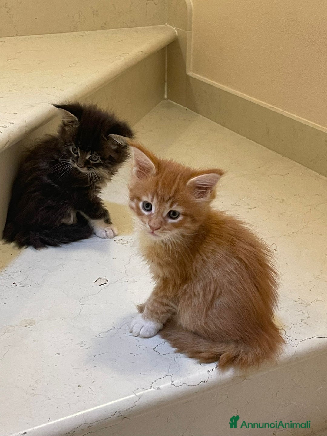 Maine Coon gatti in vendita: Cuccioli di Maine Coon - Annuncio 16