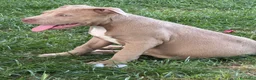 Pitbull cani in vendita: Pit Bull con pedigree, paghi anche a rate  - Annuncio 16