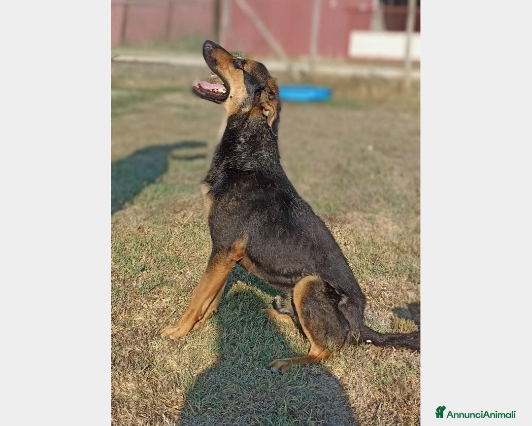 Meticcio cani in regalo: Rocky, bellissimo meticcio a Latina - Annuncio 5
