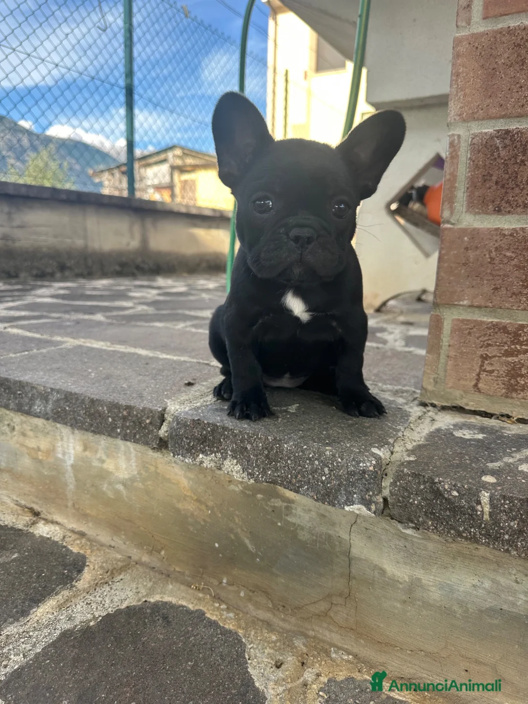 Bulldog Francese cani in vendita: bulldog francese nero  - Annuncio 1