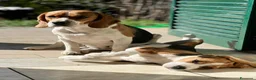 Beagle cani in regalo: Provincia di Alessandria  - Annuncio 3