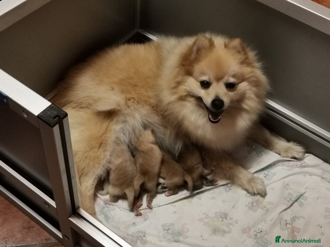 Spitz cani in vendita: Cucciola spitz tedesco piccolo ( Kleinspitz ) - Annuncio 1