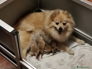 Spitz cani Cucciola spitz tedesco piccolo ( Kleinspitz ) - Annuncio 2