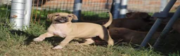 Pitbull cani in vendita: Cuccioli Pit Bull con Pedigree anche a rate - Annuncio 10