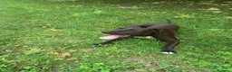 American Staffordshire cani in regalo: Amstaff Maschio  - Annuncio 9