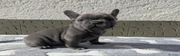 Bulldog Francese cani in vendita: Bulldog francesi blu and tan - Annuncio 6