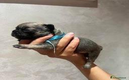 Altre razze gatti in vendita: Bulldog francese cuccioli a Città metropolitana di Milano - Immagine 15