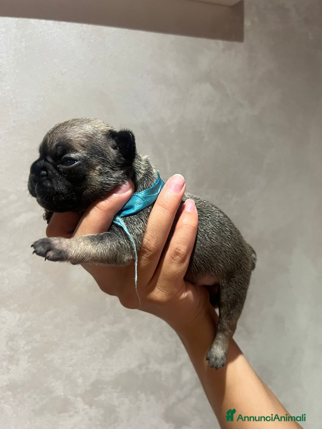 Altre razze gatti in vendita: Bulldog francese cuccioli a Città metropolitana di Milano - Immagine 15