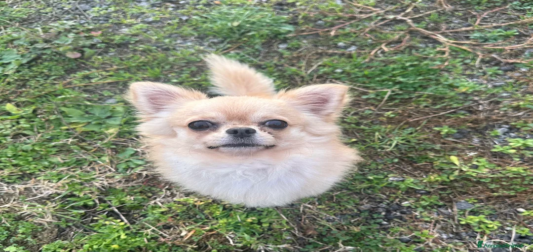 Immagine della galleria {{count}}