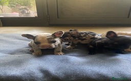 Bandog cani in vendita: Cuccioli di bulldog francese  a Città metropolitana di Milano - Immagine 10