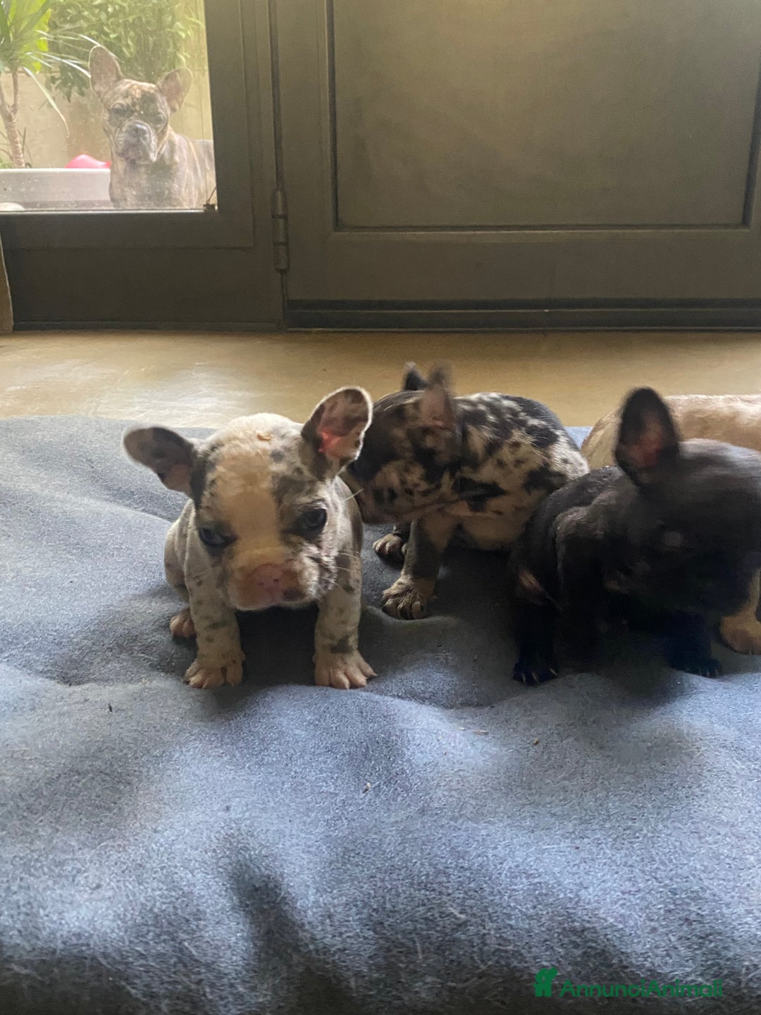 Bandog cani in vendita: Cuccioli di bulldog francese  a Città metropolitana di Milano - Immagine 10