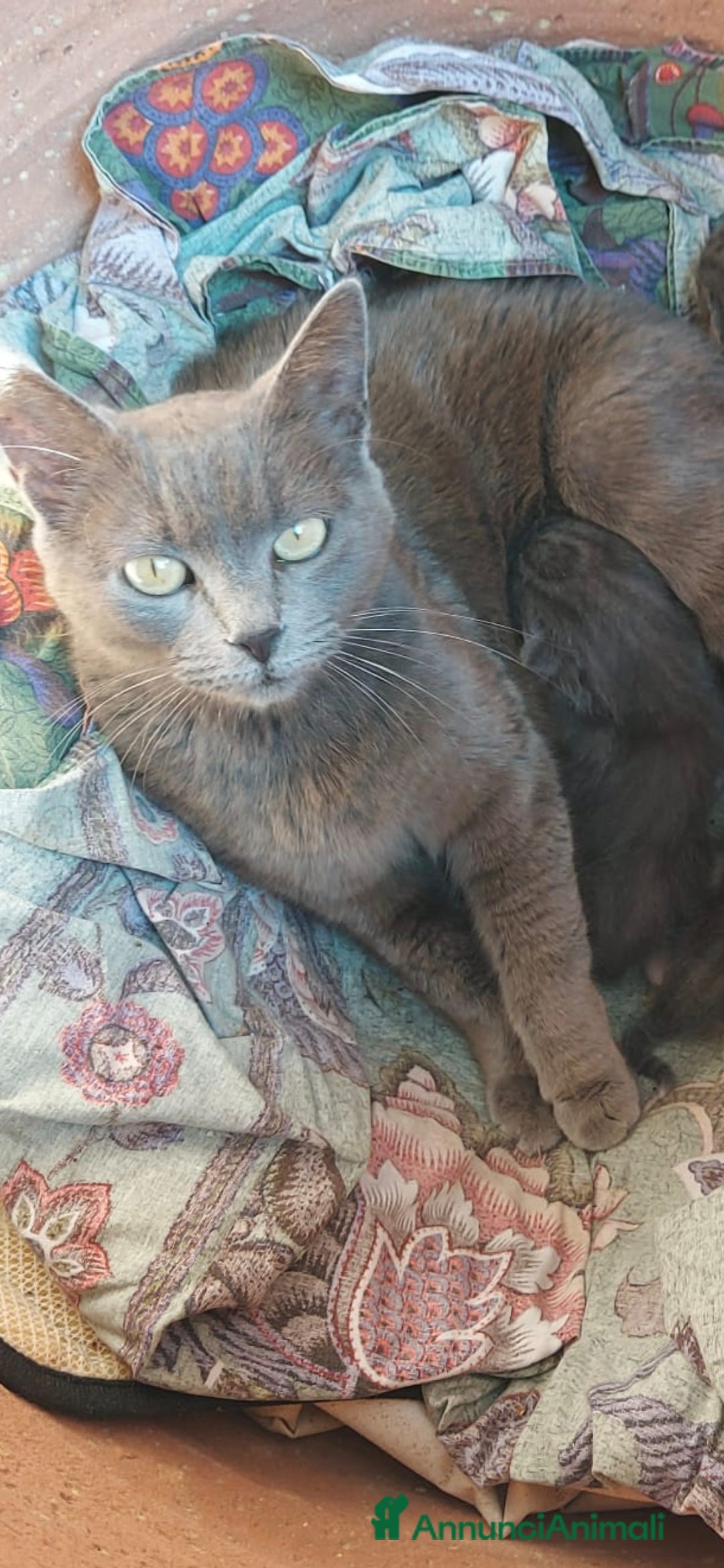 Altre razze gatti Gattini neri - Annuncio 2