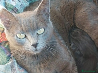 Altre razze gatti Gattini neri - Annuncio 3