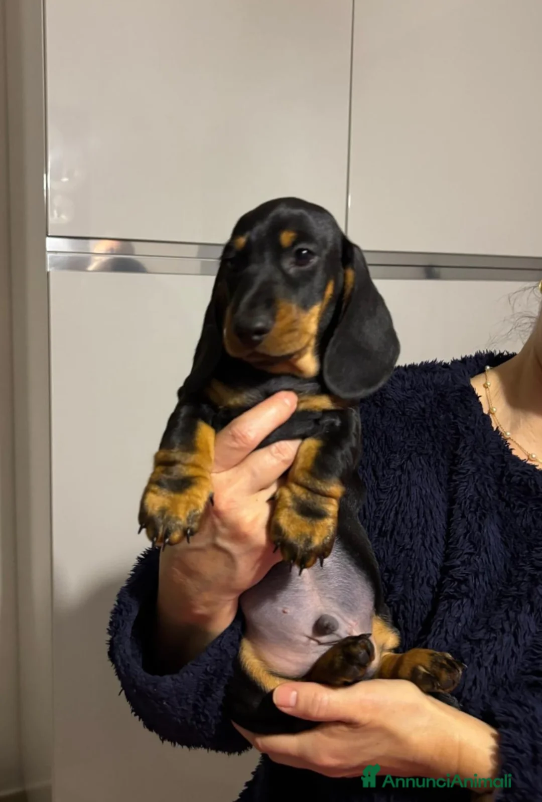 Bassotto cani in vendita: Bassotti Tedeschi nano-pelo corto-pedigree  - Annuncio 12