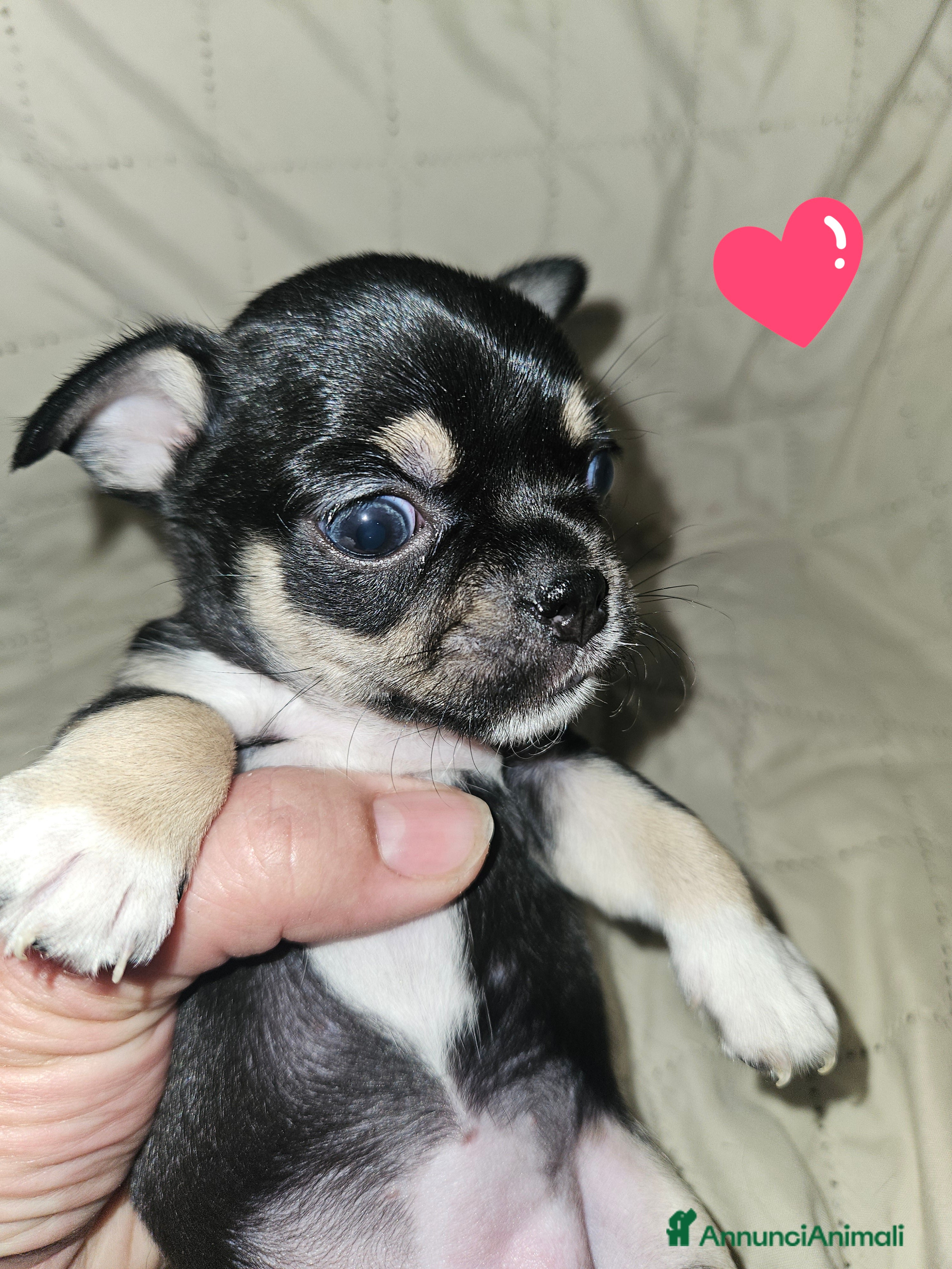 Chihuahua cani Chihuahua nana femmina - Annuncio 25