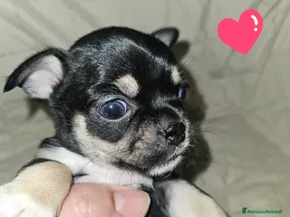 Chihuahua cani Chihuahua nana femmina - Annuncio 2