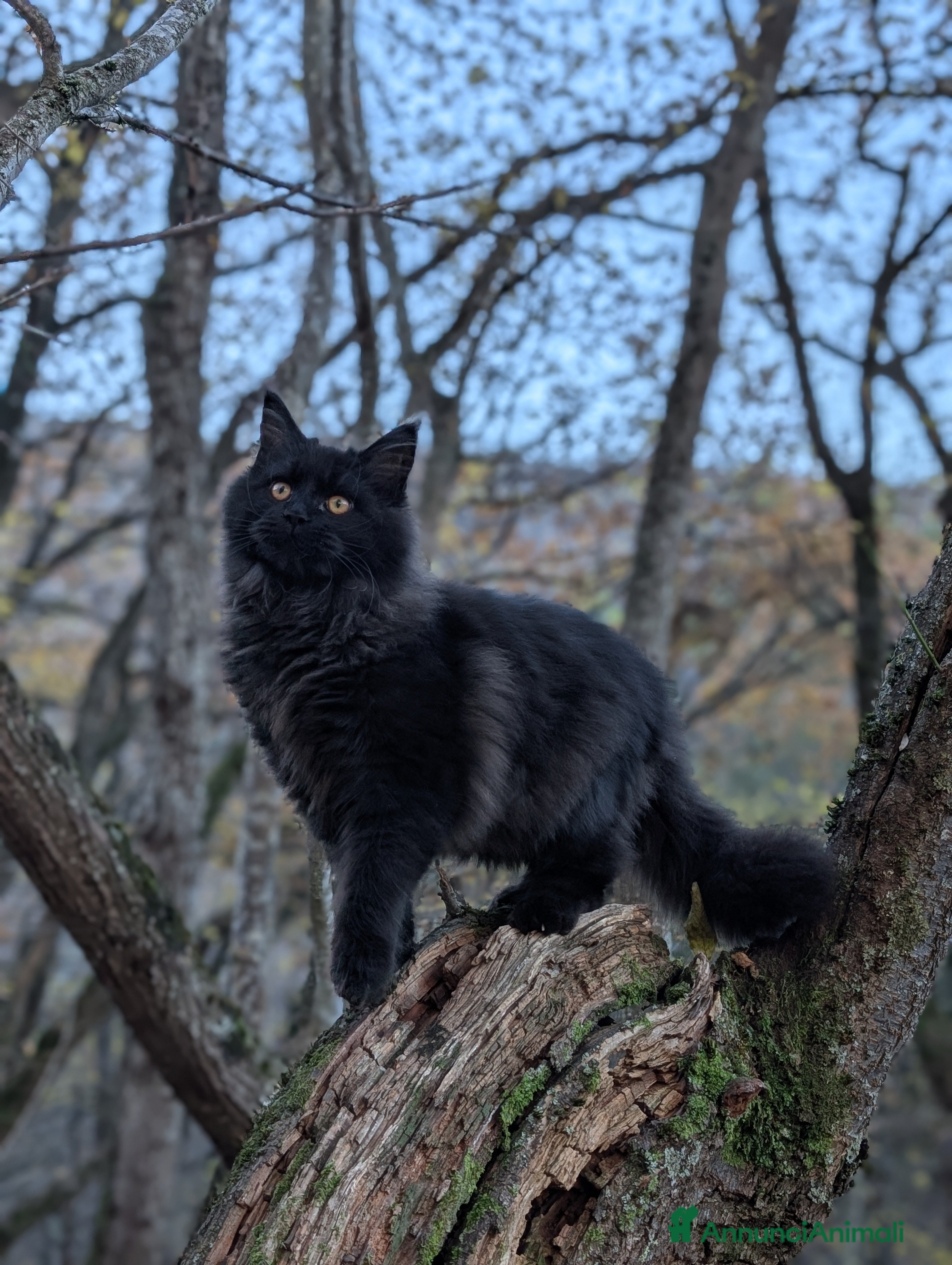 Maine Coon gatti Maine Coon XXL nera, cucciolona - Annuncio 12