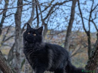Maine Coon gatti Maine Coon XXL nera, cucciolona - Annuncio 18