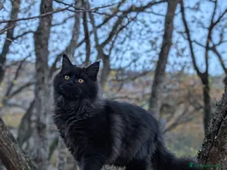 Maine Coon gatti Maine Coon XXL nera, cucciolona - Annuncio 15