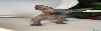 Sphynx 1