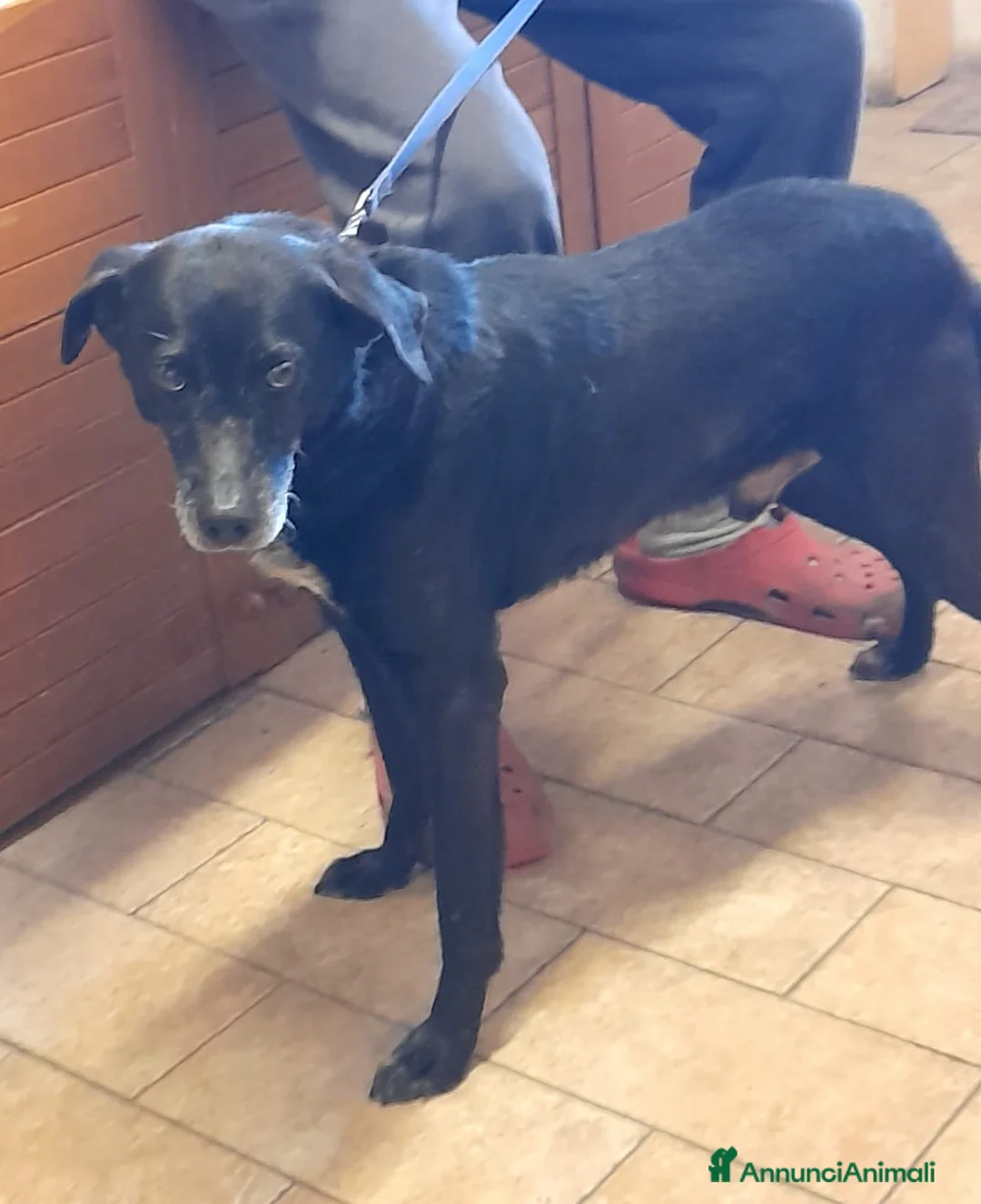 Meticcio cani in regalo: Mozart 6anni educato stava entrando in 1lager.TOSC - Annuncio 1