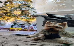 Yorkshire cani per accoppiamento: Maschio Yorkshire Toy per accoppiamento a Provincia di Brescia - Annuncio 4