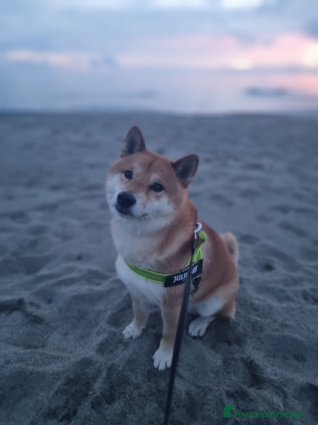 Shiba Inu cani per accoppiamento: Bonzai cerca la sua femminuccia  - Annuncio 1