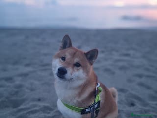 Shiba Inu cani Bonzai cerca la sua femminuccia - Annuncio 29