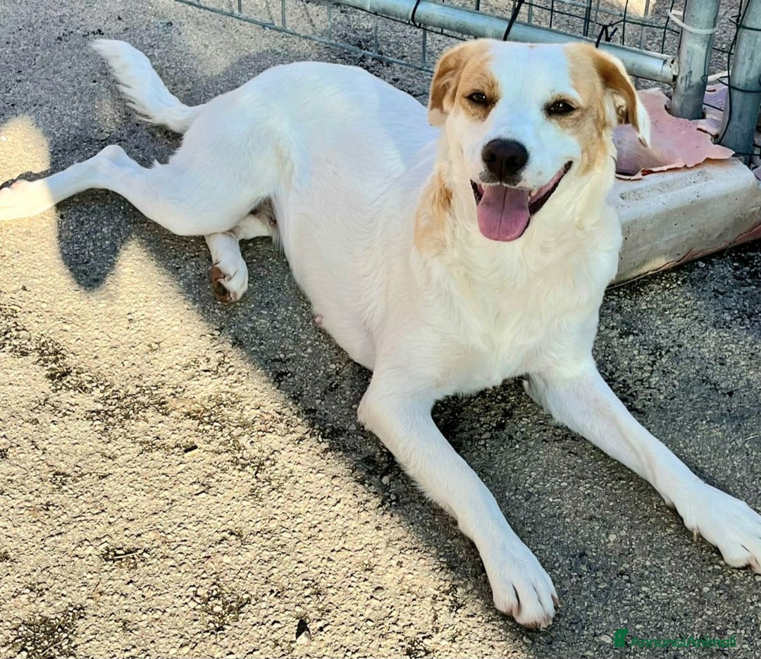 Meticcio cani in regalo: Thelma 3 anni Taglia media contenuta  - Annuncio 6