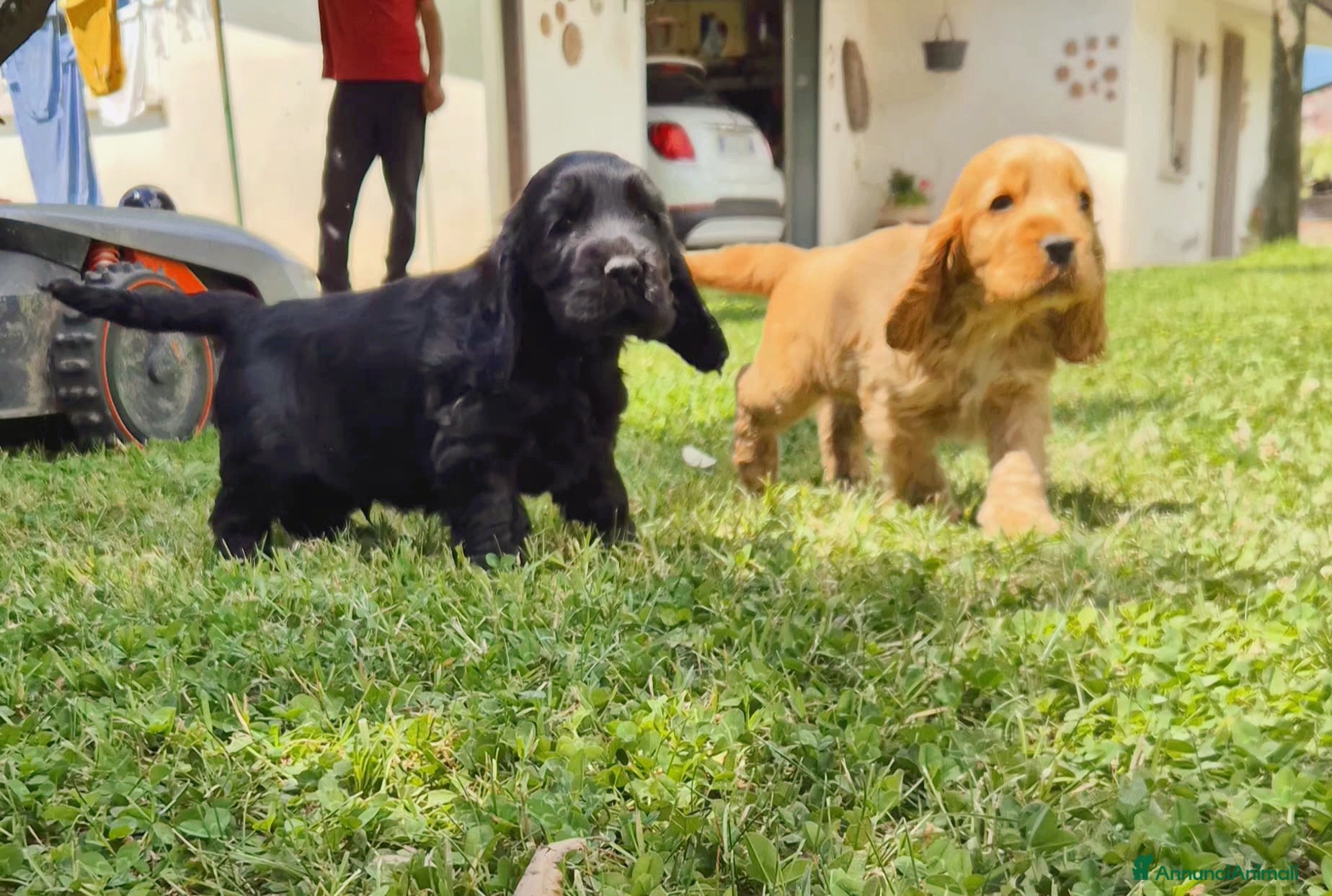 Cocker cani Cuccioli neri cocker spaniel  - Annuncio 2
