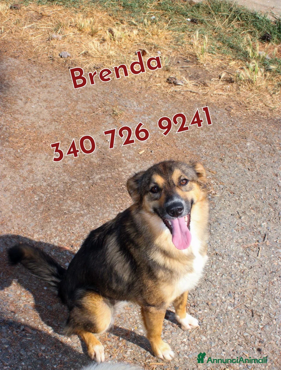 Meticcio cani in regalo: BRENDA 🩷 basta conoscerla per amarla. a Provincia di Alessandria - Annuncio 1